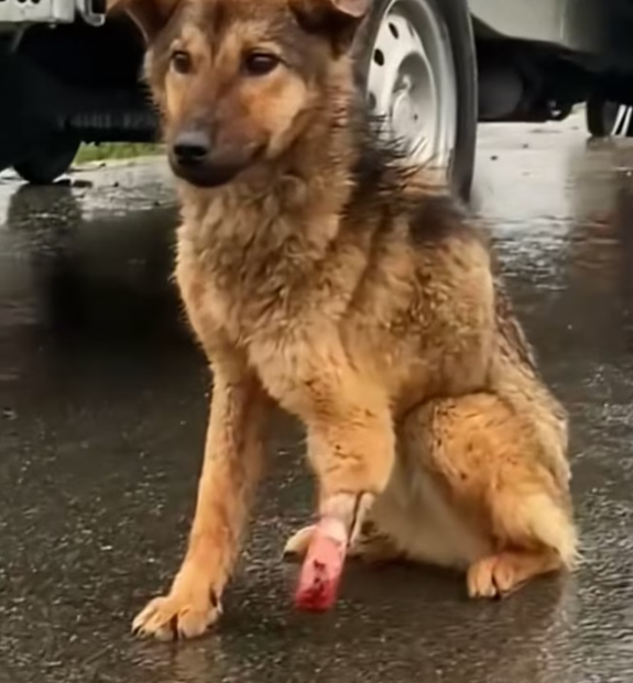 T1101001 He didn’t cry loudly… he just waited. 💔