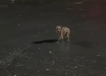 T1101002 Left alone, but still hoping someone would stop.