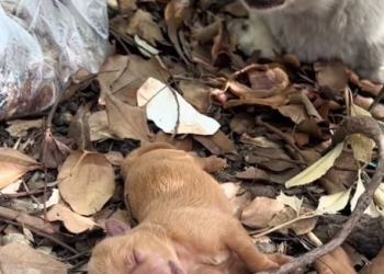 T0501009 So tiny… carrying pain bigger than its body.