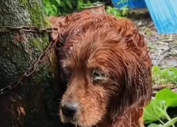 T1101003 Every shake was a silent call for help.