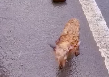 T1101004 Thrown away, yet still trusting humans.