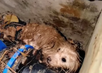 T1101005 Too weak to run, too scared to give up.