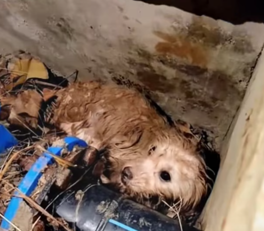 T1101005 Too weak to run, too scared to give up.