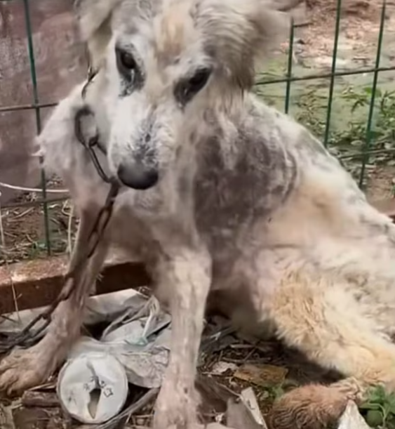 T1101006 Pain in the body, fear in the eyes.