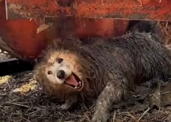 T1101007 Not asking for much… just one chance.