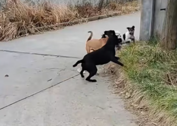 T1101008 When survival is the only instinct left.