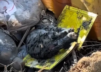 T1101009 Cold ground, broken body, gentle soul.