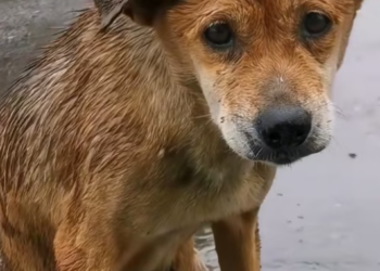 T1101010 The world passed by. He stayed.