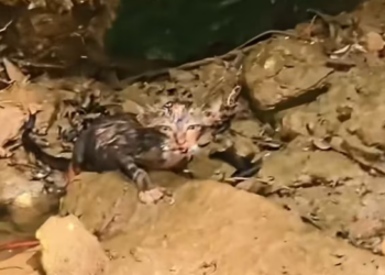 T1101012  Abandoned, but not invisible.