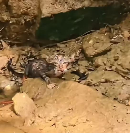 T1101012  Abandoned, but not invisible.