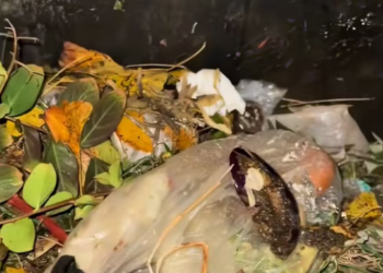 T1101013 His eyes tell a story words never could.