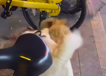 T1101015 He didn’t choose this life.