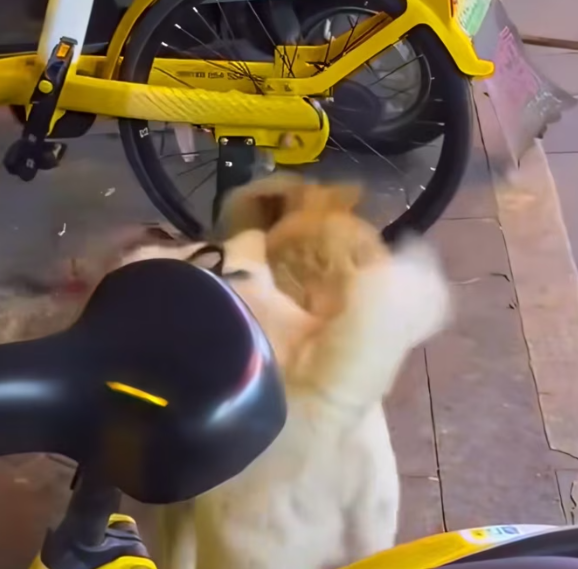 T1101015 He didn’t choose this life.