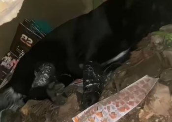 T1101017 Even in pain, he trusted us.