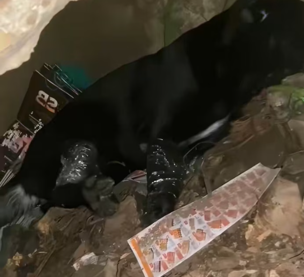 T1101017 Even in pain, he trusted us.