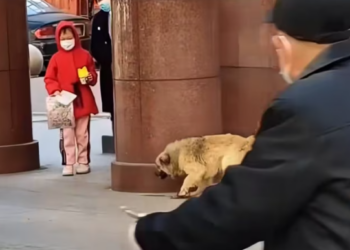 T1101018 This is what neglect looks like.