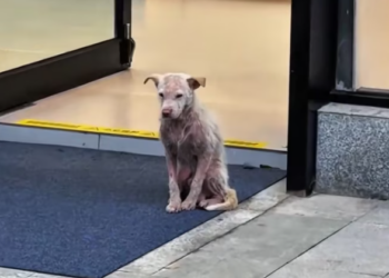 T0501002 He didn’t run anymore… he only waited.