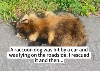 T1101020 Sometimes love arrives just in time. 🐾