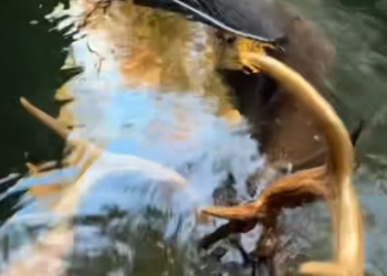 T1101021 She could no longer stand… but her baby still believed she would.