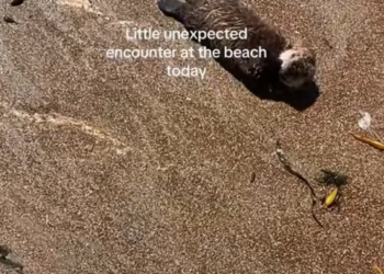 T1101022 Every breath was pain, yet giving up was never an option.