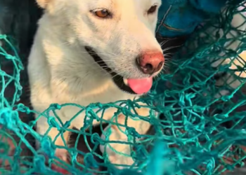 T1101023 Trapped, trembling, and waiting for a miracle that might never come.