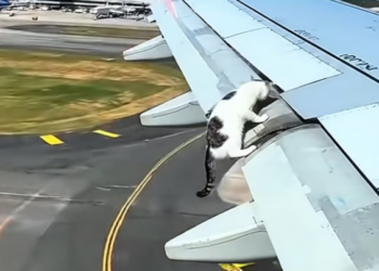 T1101024 Too small to swim, too weak to scream, too scared to sink.