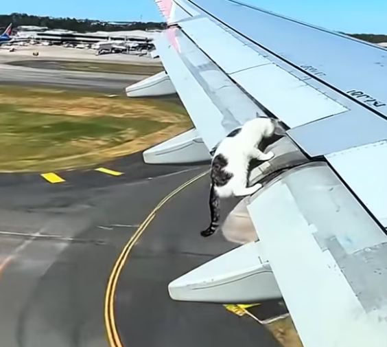 T1101024 Too small to swim, too weak to scream, too scared to sink.