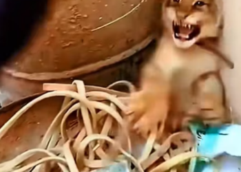 T1101026 Hungry, wounded, shaking… still choosing to survive another second.