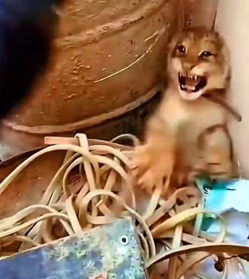 T1101026 Hungry, wounded, shaking… still choosing to survive another second.