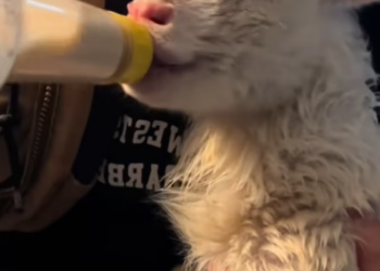 T1101028 A fragile life, tied down by fear and human cruelty.