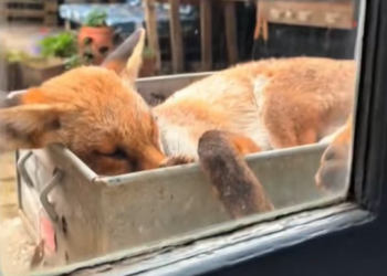 T1101029 Each step burned, but stopping meant giving up on life.