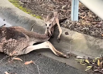T1101031 She lay there quietly, hoping someone would notice before it was too late.