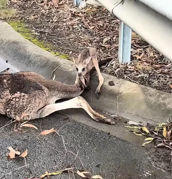 T1101031 She lay there quietly, hoping someone would notice before it was too late.