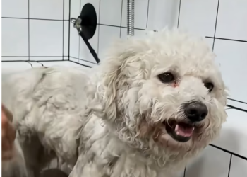 T0501012 No voice left to cry, only silence and fear.