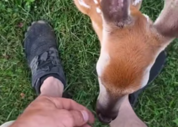 T1101032 Cold ground, broken body, and eyes begging for help.