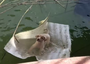 T1101034 Not crying for food… crying to stay alive.