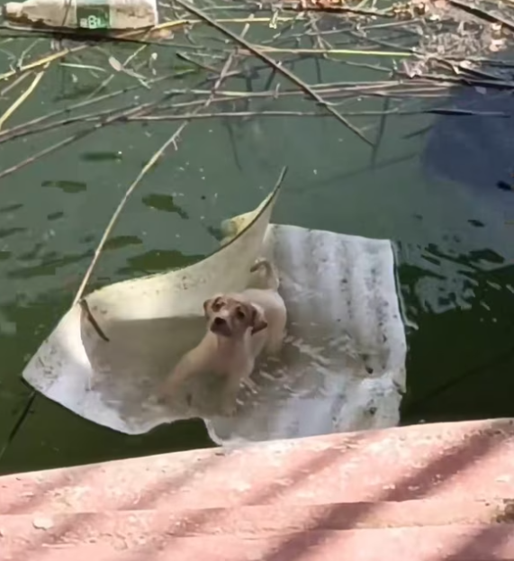 T1101034 Not crying for food… crying to stay alive.