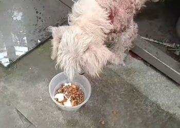 T1101036 His body was failing, but his will refused to stop.