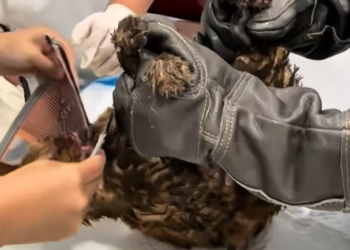 T0501001 Left alone in the forest… too weak to stand, but still alive. 💔