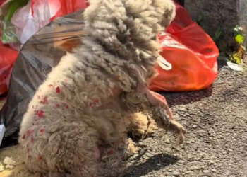 T1101037 Injured, exhausted, and invisible to everyone passing by.