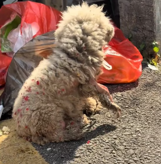 T1101037 Injured, exhausted, and invisible to everyone passing by.