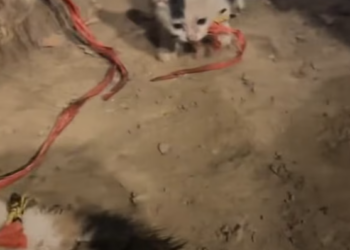 T1101038 A silent cry that only the kind-hearted could hear.