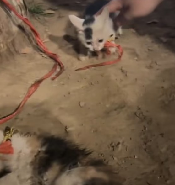 T1101038 A silent cry that only the kind-hearted could hear.