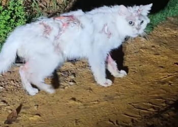 T1101039 Abandoned in the worst moment, yet still trusting humans.