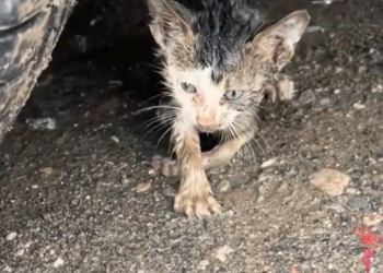 T0501013 Each movement cost him everything he had left.