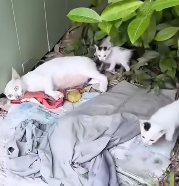 T1501002 Every tiny movement took everything he had left. Still, he tried… because giving up meant disappearing.