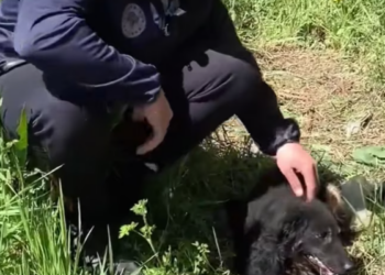 T1501003 Lying there in silence, his eyes searched for help that never came—until this moment.