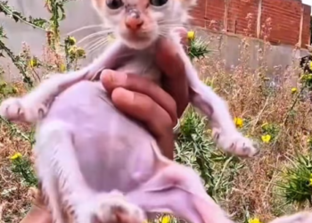 T1501004 His body trembled, his voice cracked, but hope was still hiding somewhere inside him.