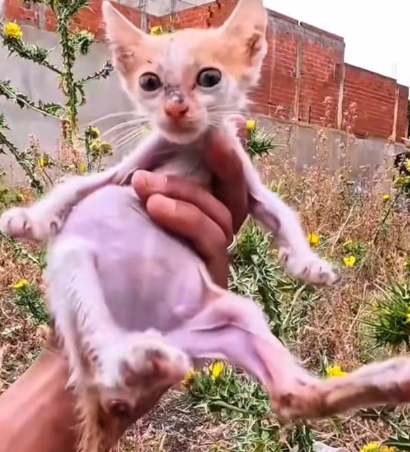 T1501004 His body trembled, his voice cracked, but hope was still hiding somewhere inside him.