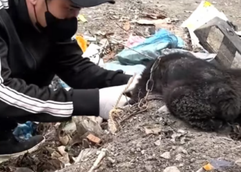 T1501006 The pain was louder than the street around him, but no one seemed to hear—except you.